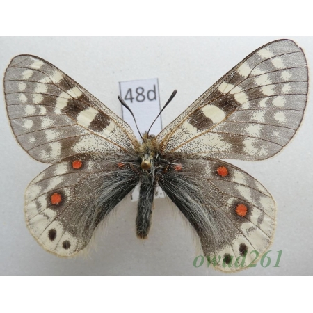 Parnassius acdestis subsp. roweii Sorimachi, 1994 China48d